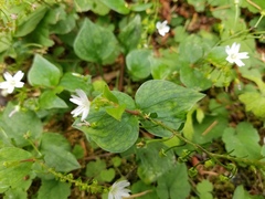 Claytonia