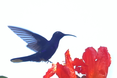 Campylopterus hemileucurus