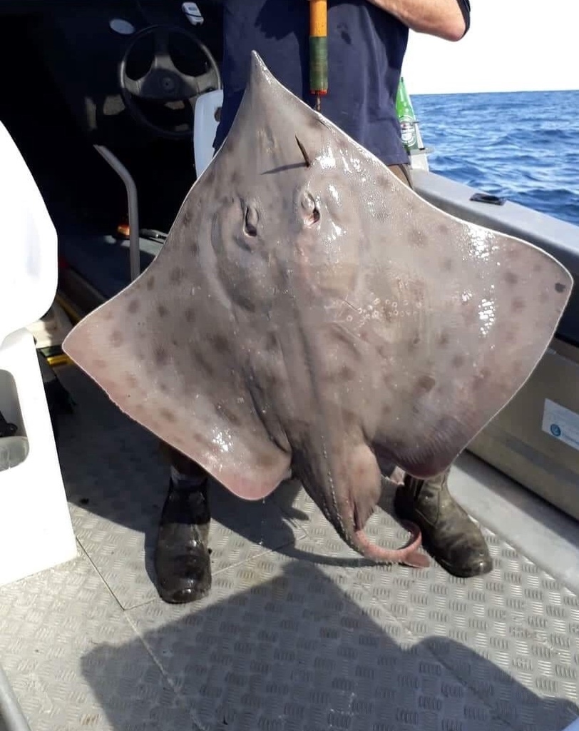 New Zealand Smooth Skate