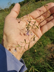 Pediomelum linearifolium