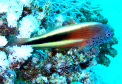 Paracirrhites forsteri