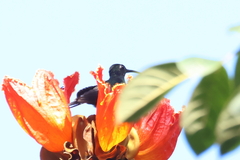 Campylopterus hemileucurus