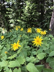 Arnica cordifolia