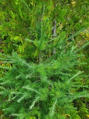 Larix