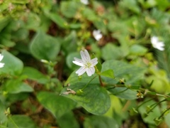 Claytonia