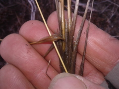 Chionochloa juncea