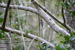 Symposiachrus trivirgatus