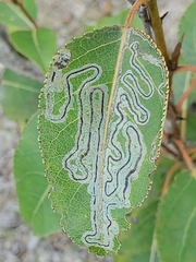 Phyllocnistis populiella