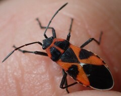 Tropidothorax leucopterus