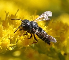 Coelioxys octodentatus