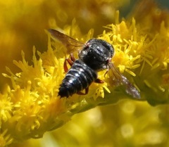 Coelioxys octodentatus