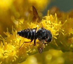 Coelioxys octodentatus