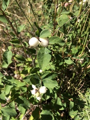 Symphoricarpos albus