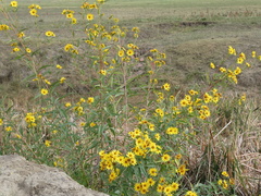 Helianthus maximiliani