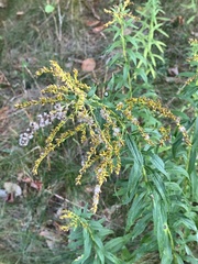 Botryosphaeria dothidea