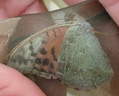 Argynnis pandora