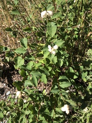 Symphoricarpos albus