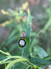 Botryosphaeria dothidea