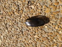 Hydrophilus triangularis