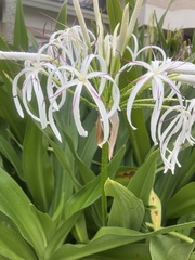 Crinum