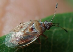 Kleidocerys resedae
