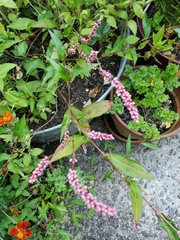 Persicaria longiseta