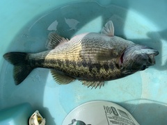 Micropterus henshalli