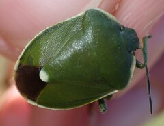 Chlorochroa juniperina