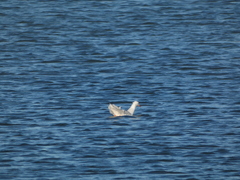 Chroicocephalus genei