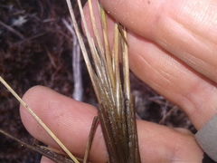 Chionochloa juncea