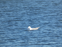 Chroicocephalus genei