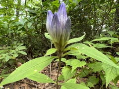 Gentiana decora