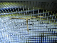 Emmelina