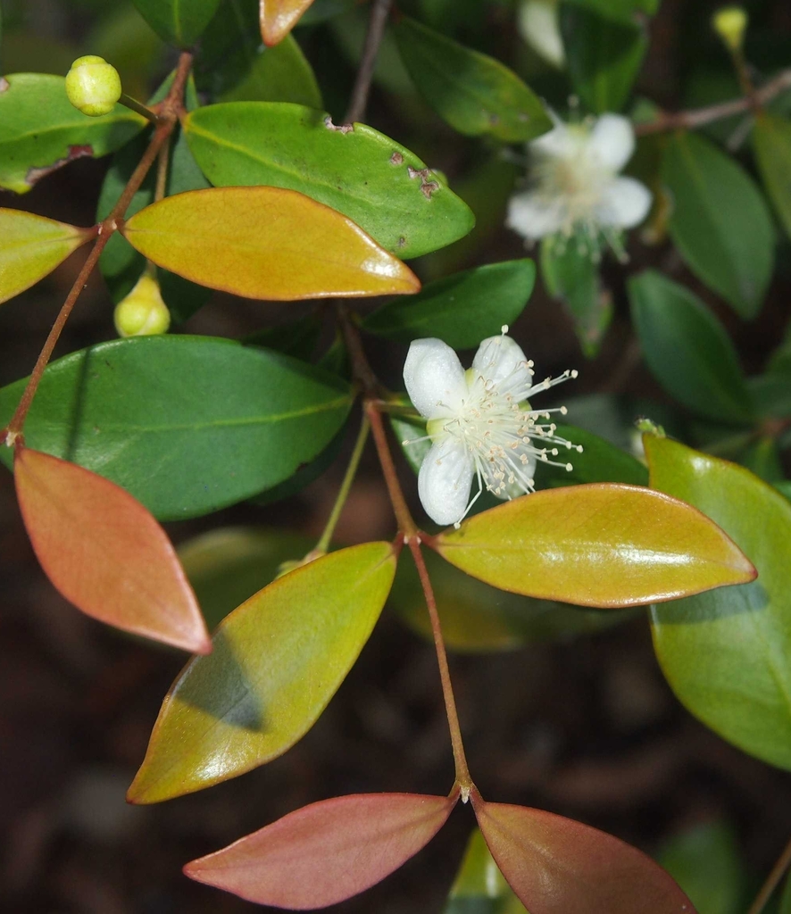 Python Tree (ReefBlitz 2015 Geoffrey Bay Common Plant Species ...