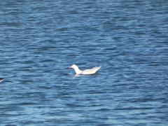 Chroicocephalus genei