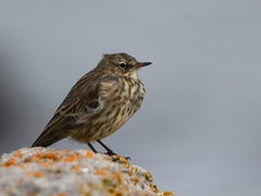 Anthus petrosus