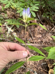 Gentiana decora