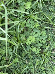 Indigofera spicata