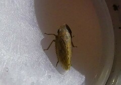 Aphrodes