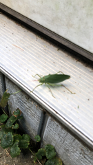 Pterophylla camellifolia