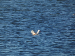 Chroicocephalus genei