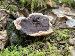 Hydnellum peckii