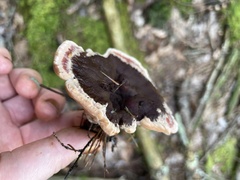 Hydnellum peckii
