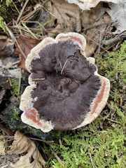 Hydnellum peckii