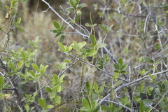 Diospyros