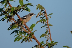 Neothraupis fasciata