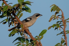Neothraupis fasciata