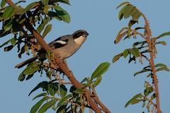 Neothraupis fasciata