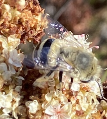 Anthophora urbana