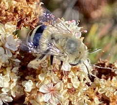 Anthophora urbana
